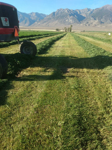 Alfalfa/Grass Hay